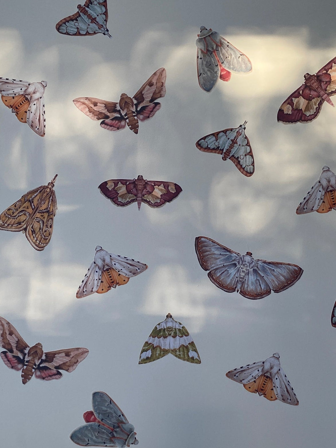 A collection of realistic moth and butterfly wall decals or stickers arranged on a light cream background with soft dappled light