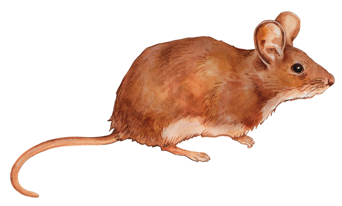 Mr Mouse Decal