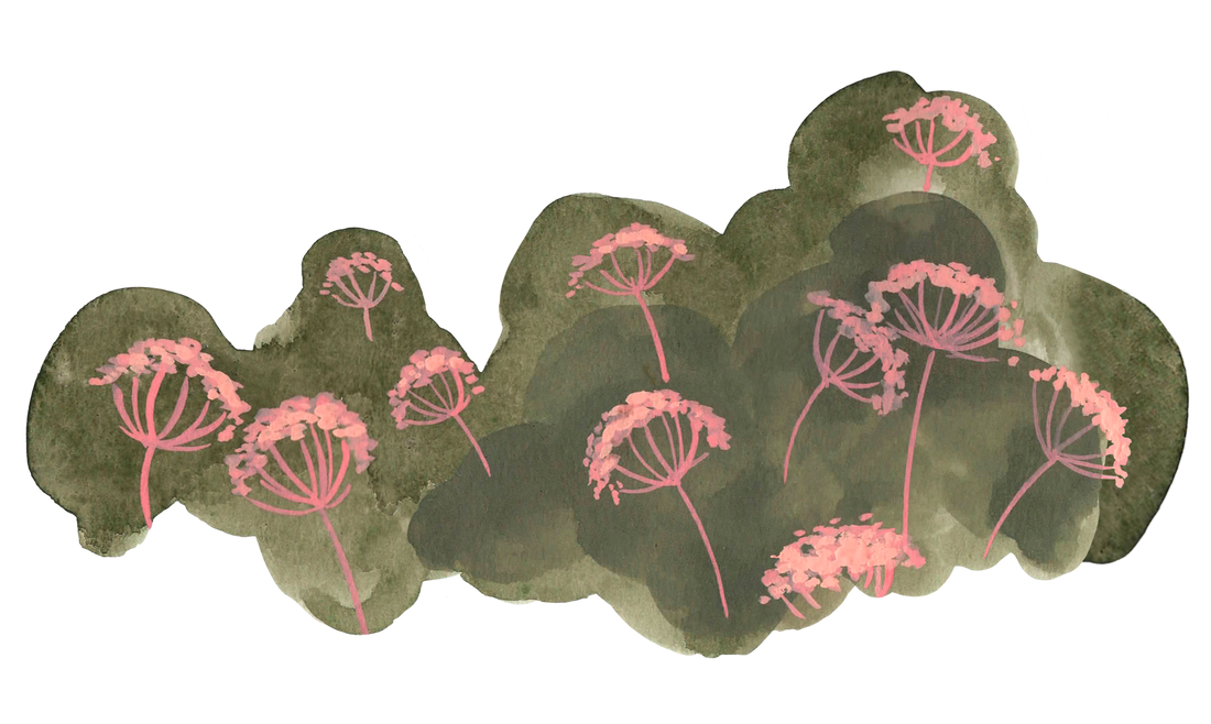 Cow Parsley Decal