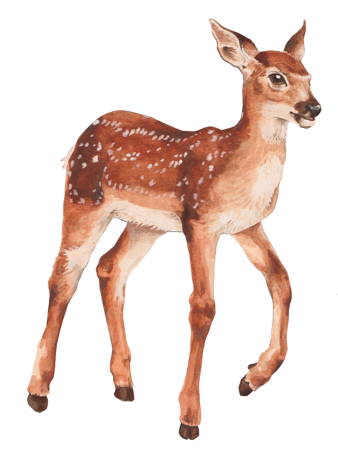 Fawn Decal