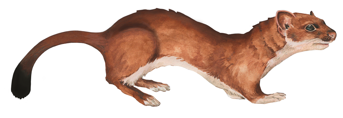Ferret