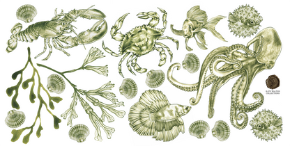 Kelp Forest Decals Marine