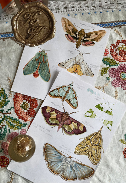 Moth Decals