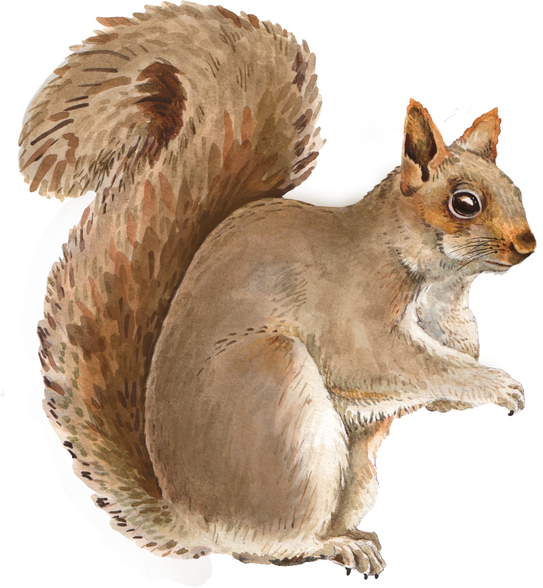 Sitting Squirrel Decal