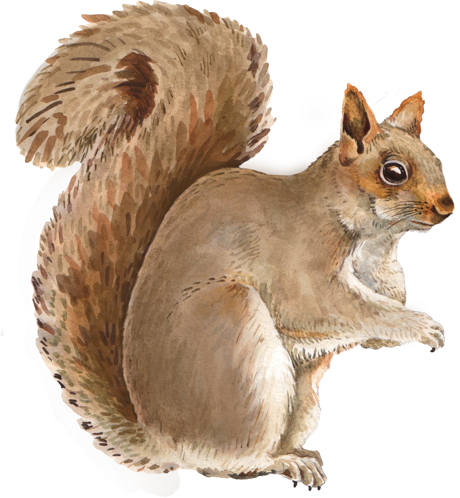 Sitting Squirrel Decal