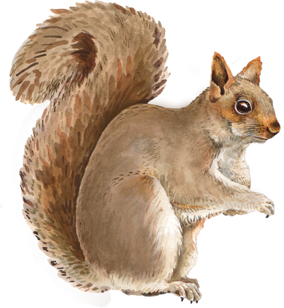 Sitting Squirrel Decal