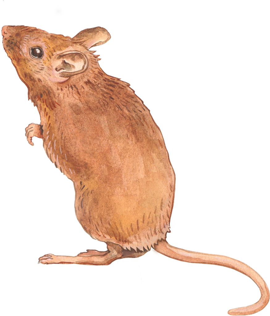 Mrs Mouse Decal