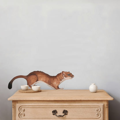 Ferret