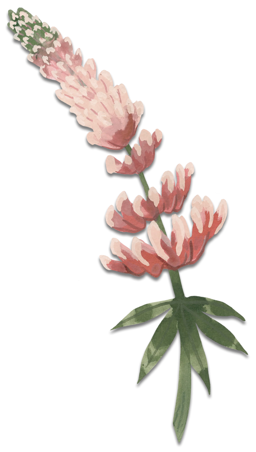 Lupin